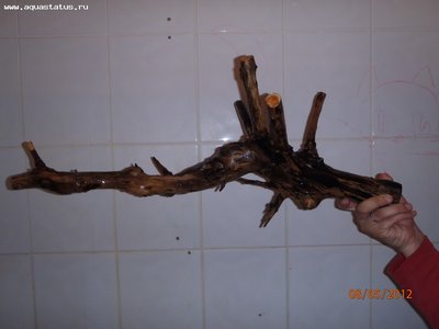 Коряга в аквариуме
