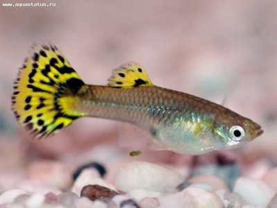 Фото Гуппи Poecilia recticulata  (photo#22061)