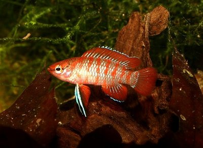 Фото Бадис бадис, Бадис–хамелеон, Рыба-хамелеон Badis badis  (photo#22089)