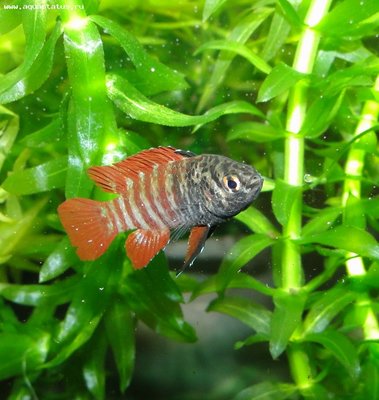 Фото Бадис бадис, Бадис–хамелеон, Рыба-хамелеон Badis badis  (photo#22090)