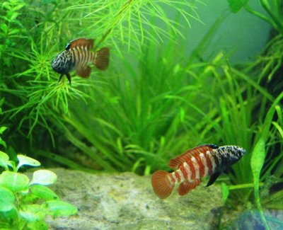 Фото Бадис бадис, Бадис–хамелеон, Рыба-хамелеон Badis badis  (photo#22091)