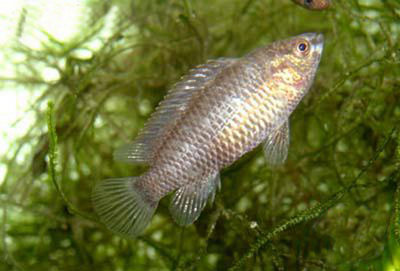 Фото Бадис бадис, Бадис–хамелеон, Рыба-хамелеон Badis badis  (photo#22099)
