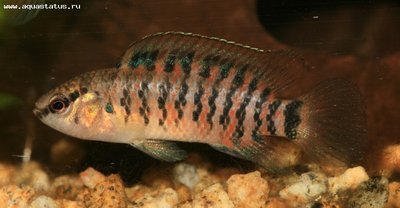 Фото Бадис бадис, Бадис–хамелеон, Рыба-хамелеон Badis badis  (photo#22107)