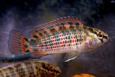 Фото Бадис бадис, Бадис–хамелеон, Рыба-хамелеон Badis badis  (photo#22108)