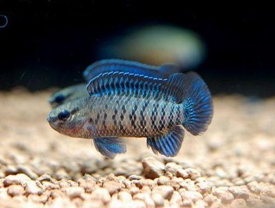 Фото Бадис бадис, Бадис–хамелеон, Рыба-хамелеон Badis badis  (photo#22109)