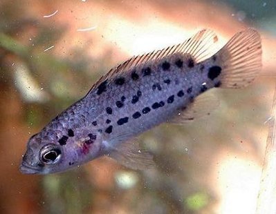 Фото Бадис бадис, Бадис–хамелеон, Рыба-хамелеон Badis badis  (photo#22110)