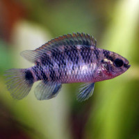 Фото Бадис бадис, Бадис–хамелеон, Рыба-хамелеон Badis badis  (photo#22111)