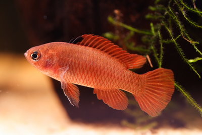 Фото Бадис бадис, Бадис–хамелеон, Рыба-хамелеон Badis badis  (photo#22112)