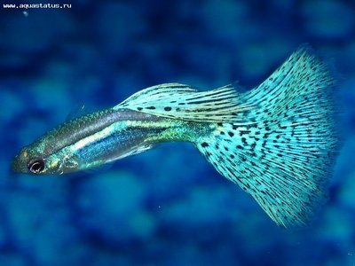 Фото Гуппи Poecilia recticulata  (photo#22150)