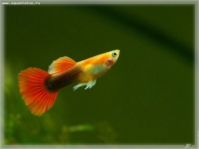 Фото Гуппи Poecilia recticulata  (photo#22151)