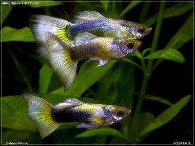 Фото Гуппи Poecilia recticulata  (photo#22152)