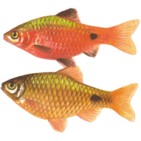 Фото Барбус огненный, или огненный пунтиус Barbus conchonius, Puntius conchonius  (photo#22153)