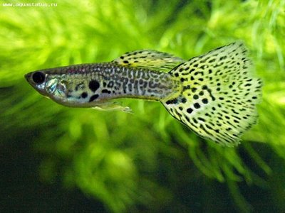 Фото Гуппи Poecilia recticulata  (photo#22155)