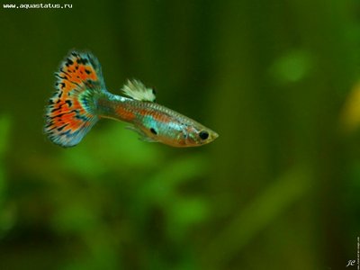 Фото Гуппи Poecilia recticulata  (photo#22156)