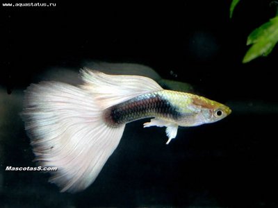 Фото Гуппи Poecilia recticulata  (photo#22158)