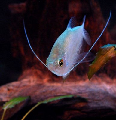 Фото Гурами лунный Trichogaster microlepis  (photo#22189)