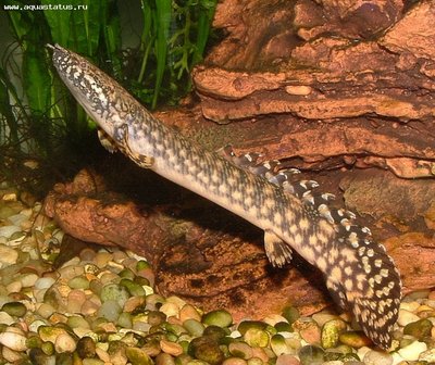 Фото Полиптерус сенегальский Polypterus senegalus  (photo#22265)