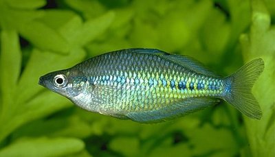 Фото Радужница пятнистая Glossolepis maculosus  (photo#22285)