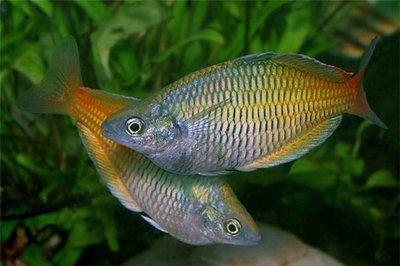 Фото Радужница или Меланотения Боэсмана Melanotaenia boesemani  (photo#22291)