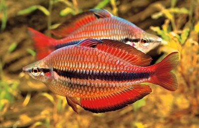 Фото Радужница трехполосая Melanotaenia trifasciata  (photo#22301)