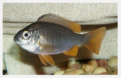 Фото Копадихромис Каданго Copadichromis borleyi sp. Kadango  (photo#22312)