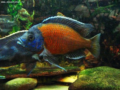 Фото Копадихромис Каданго Copadichromis borleyi sp. Kadango  (photo#22313)