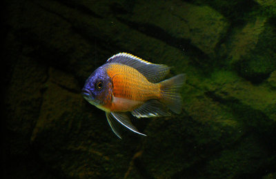 Фото Копадихромис Каданго Copadichromis borleyi sp. Kadango  (photo#22314)