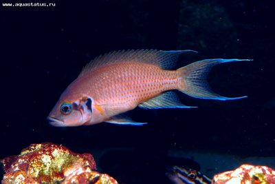 Фото Принцесса Бурунди Neolamprologus brichardi  (photo#22451)