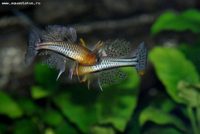 Фото Псевдомугил Гертруды, Пятнистая синеглазка Pseudomugil gertrudae  (photo#22497)