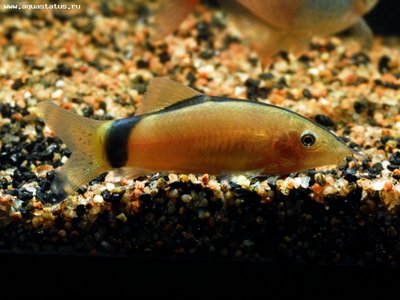 Фото Боция Морлети Yasuhikotakia morleti  (photo#22508)
