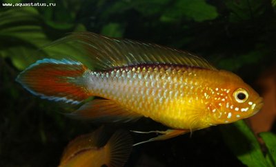 Фото Апистограмма Агассица Apistogramma agassizii  (photo#22545)