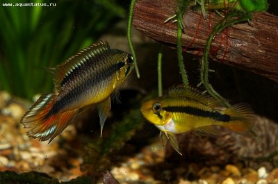 Фото Апистограмма Агассица Apistogramma agassizii  (photo#22549)