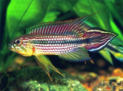 Фото Апистограмма Агассица Apistogramma agassizii  (photo#22553)