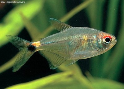 Фото Фонарик Hemigrammus ocellifer  (photo#22597)