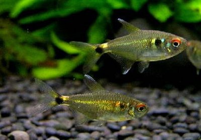 Фото Фонарик Hemigrammus ocellifer  (photo#22598)