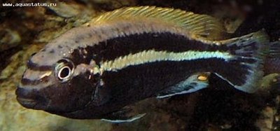 Фото Меланохромис ауратус Melanochromis auratus  (photo#22725)