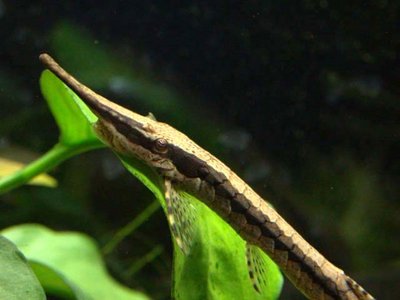 Фото Фарловелла обыкновенная Farlowella acus  (photo#22727)