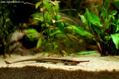 Фото Фарловелла обыкновенная Farlowella acus  (photo#22728)