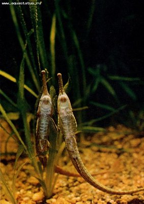 Фото Фарловелла обыкновенная Farlowella acus  (photo#22731)
