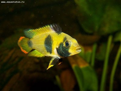 Фото Апистограмма панда Нийссена Apistogramma nijsseni  (photo#22787)