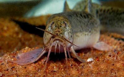 Фото Вьюн обыкновенный Misgurnus fossilis  (photo#22797)