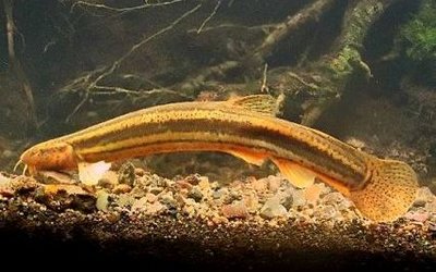 Фото Вьюн обыкновенный Misgurnus fossilis  (photo#22800)