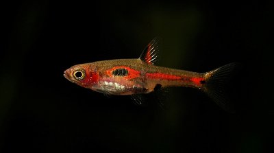 Фото Расбора мера Boraras merah  (photo#22833)