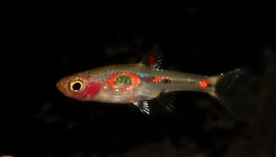 Фото Расбора мера Boraras merah  (photo#22834)