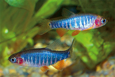 Фото Данио эритромикон Danio erythromicron  (photo#22838)