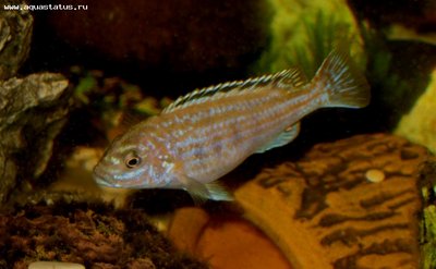 Фото Меланохромис джоанджонсонае Melanochromis joanjohnsonae  (photo#22867)