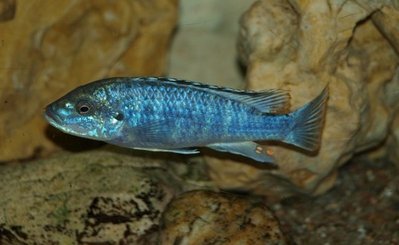 Фото Меланохромис джоанджонсонае Melanochromis joanjohnsonae  (photo#22872)