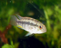 Фото Апистограмма Гиббицепс, лирохвостая Apistogramma gibbiceps  (photo#22925)