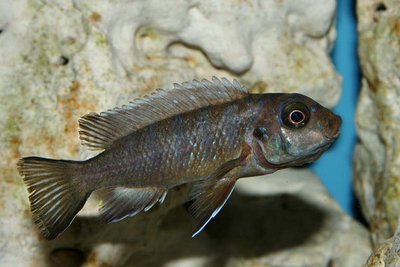 Фото Метриаклима зебра Лонг Пельвик Metriaclima sp. zebra long pelvic  (photo#22977)
