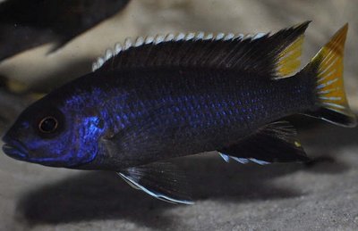 Фото Псевдотрофеус ацей Итунги Pseudotropheus spec. acei Itungi  (photo#22993)